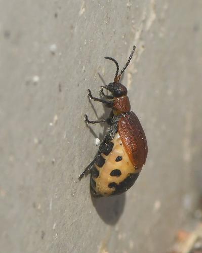 Emarhopa rufa